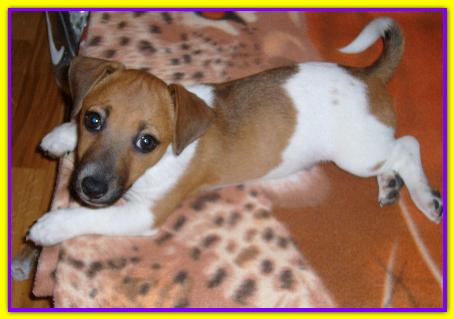 Jack, Jack Russell