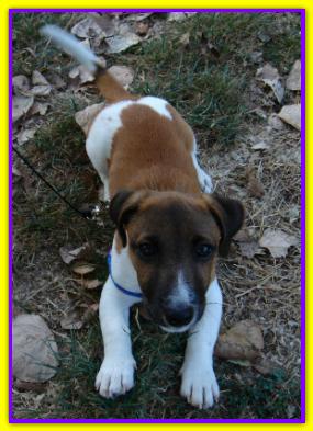 Jack, Jack Russell