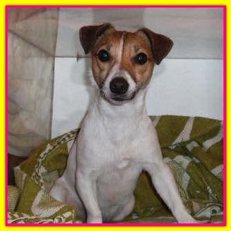 Jacki, Jack Russell
