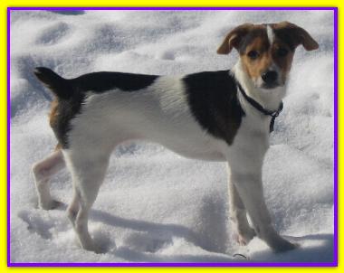 Jackie, Parson Jack Russell