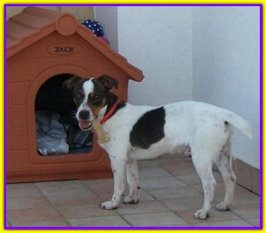 Jack Puzzettoni, Jack Russell