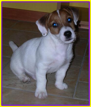 Yago, Jack Russell