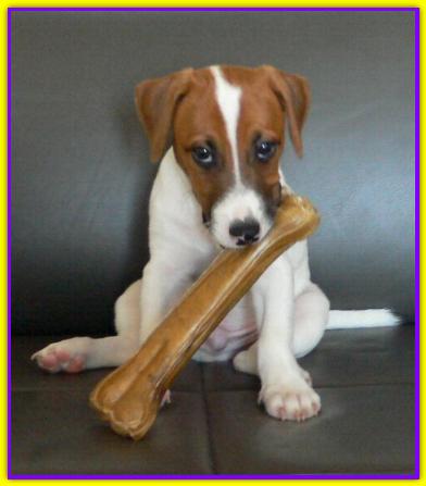 Jimmy dei Jachini, Jack Russell