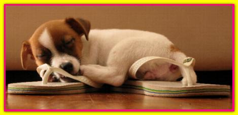 Joy, Jack Russell