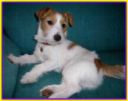 Jumpy, Jack Russell