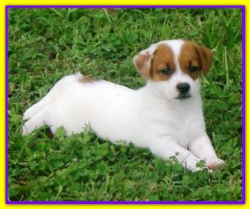 Keaton, Jack Russell