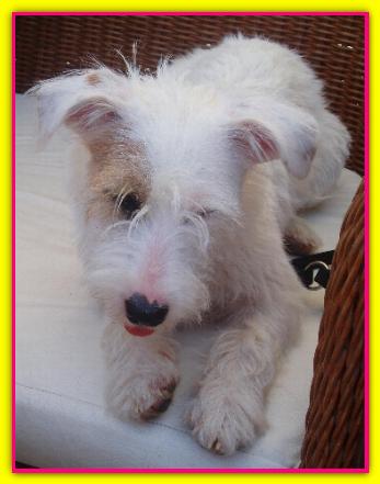 Kiki, Jack Russell