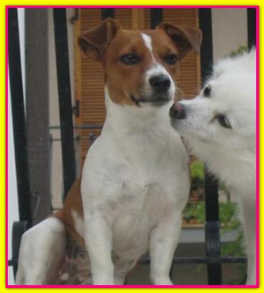 Kiretta, Jack Russell