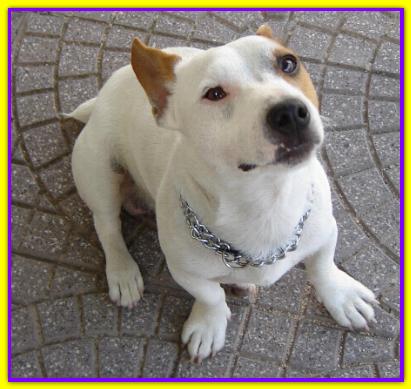Kumash, Jack Russell
