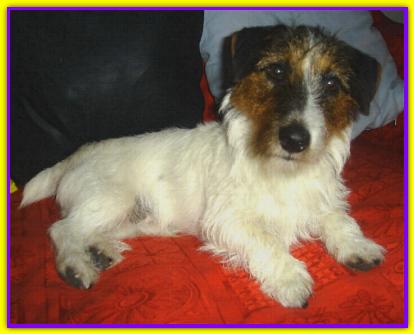 Kumash, Jack Russell