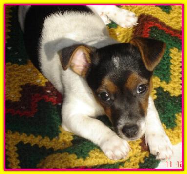 lady, Jack Russell
