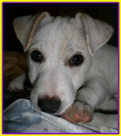 Lapo, Jack Russell