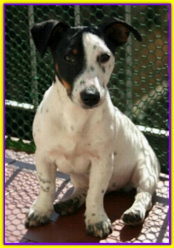 Leone, Jack Russell