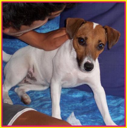 Lilly, Jack Russell