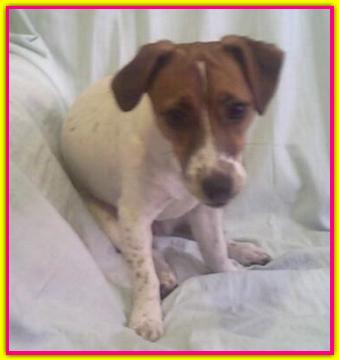 lilly, Jack Russell