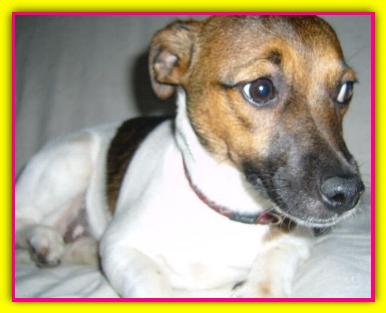 Limpy, Jack Russell