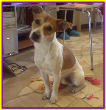 Lin, Jack Russell