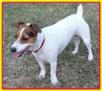 Lisa, Jack Russell