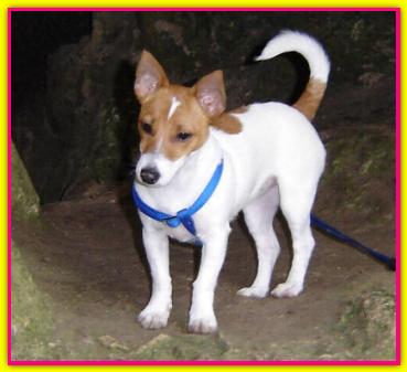 Lola, Jack Russell