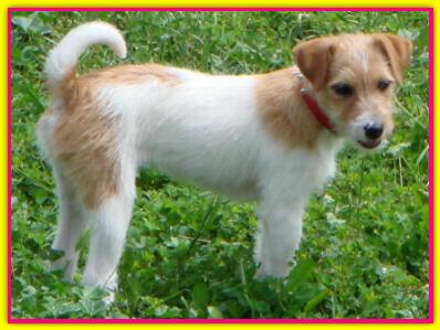 Lola, Jack Russell