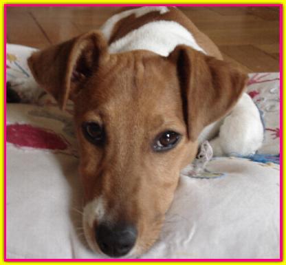 Lola, Jack Russell