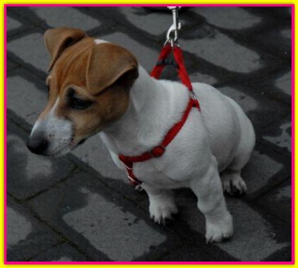 Lu, Jack Russell