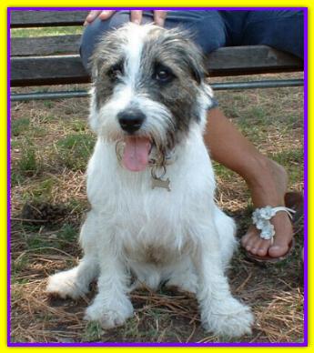 Lucky, Jack Russell