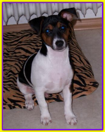 Lucky, Jack Russell