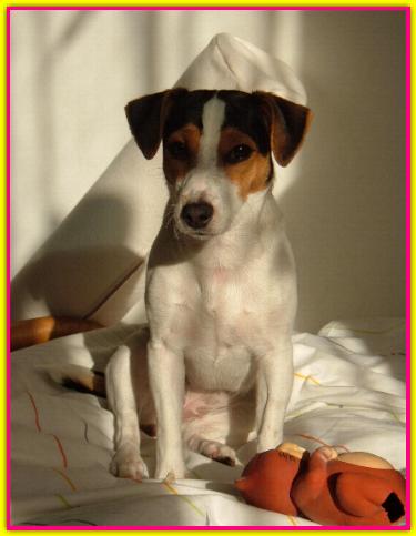 Lucy, Jack Russell Terrier