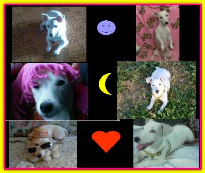 Luna, Jack Russell