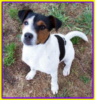 Lupin, Jack Russell