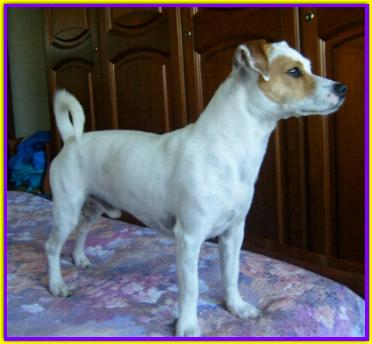 Macchia, Jack Russell