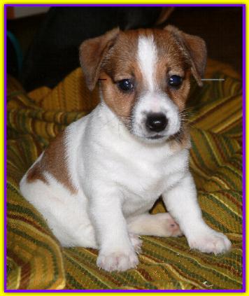 Macli, Jack Russell