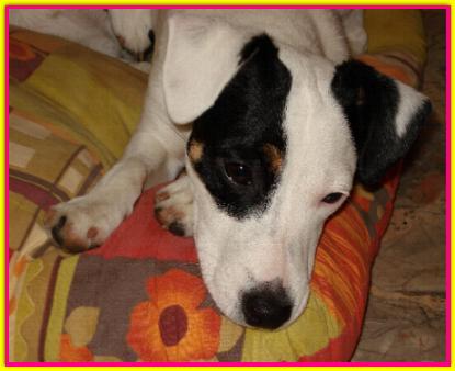 Maggie, Jack Russell