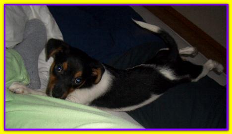 Malak, Jack Russell