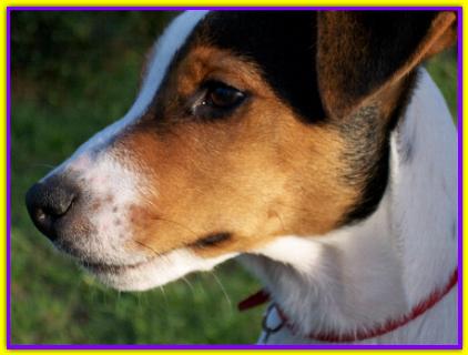 Manfred, Jack Russell