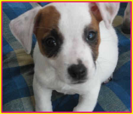 Margot, Jack Russell