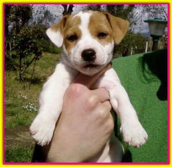 Mariapia, Jack Russell
