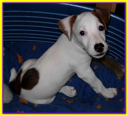 Martino, Jack Russell
