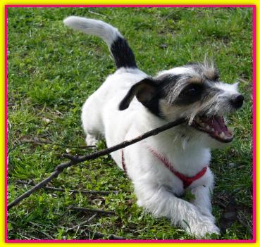 Marty, Jack Russell
