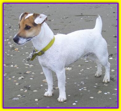 Mask, Jack Russell