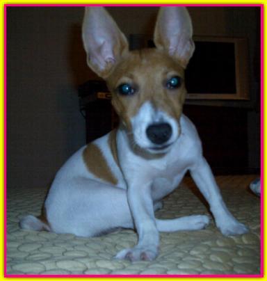 Matilde, Jack Russell