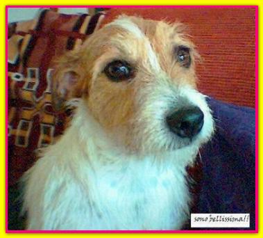 Matilde, Jack Russell