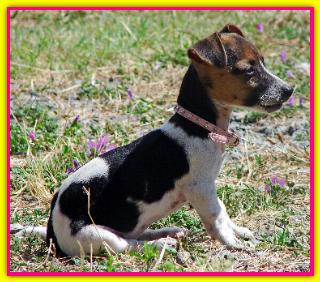 matilde, Jack Russell