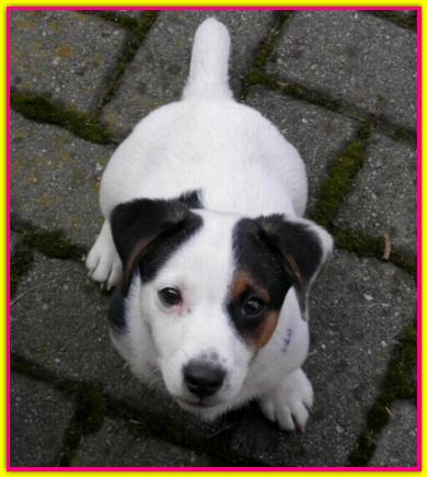 Mattley, Jack Russell