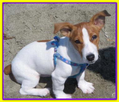 Max, Jack Russell