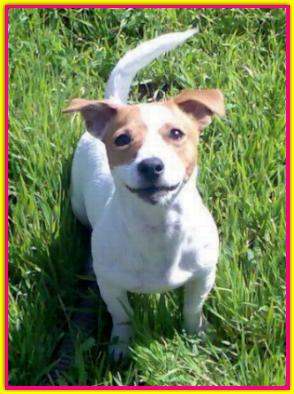 Maya, Jack Russell