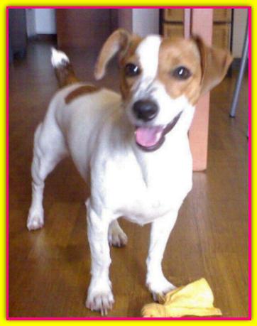 Maya, Jack Russell