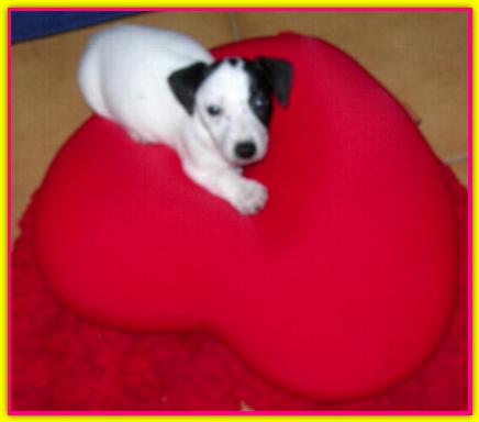 Meg, Jack Russel Terrier