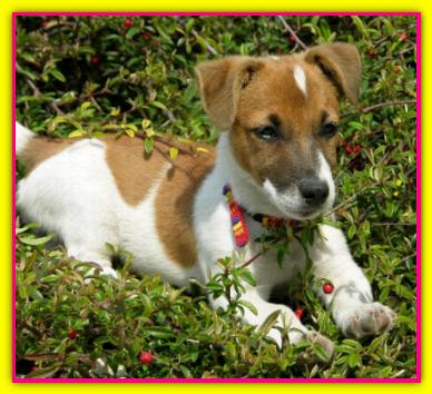 Melinda, Jack Russell
